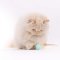 PIDAN Bouncy ball cat toy 3 pieces