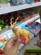 ของเล่นเด็ก ของเล่นรูปสัตว์เสมือนจริง ของเล่นเด็กราคาถูก