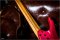 Strandberg Boden Metal NX 7 Blood Red