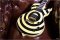 Wylde Audio Odin Bullseye