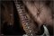 Fender 70th Anniversary Player Stratocaster