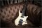 Strandberg Boden Nx6 Prog
