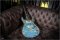 Prs Modern Eagle One 20th Anniversary Brazilian Rosewood