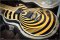 Gibson Custom Zakk Wylde Siignature Vertigo