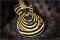 Gibson Custom Zakk Wylde Siignature Vertigo