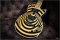 Gibson Custom Zakk Wylde Siignature Vertigo