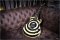 Gibson Custom Shop Zakk Wylde Siignature Bullseye