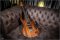 Ibanez S470 Japan