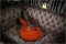 Schecter Corsair