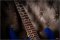 Ibanez RG685 Japan