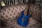 Ibanez RG685 Japan