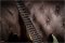 Fender American Deluxe Startocaster