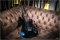 Fender Final Fantasy XIV Limited Edition