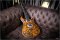 Prs Mccaty 594 Wood Library 10Top Indian Rosewood Neck