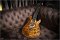 Prs Mccaty 594 Wood Library 10Top Indian Rosewood Neck