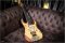 Ibanez  J-Custom 20th Anniversary RG8570BB-NTF