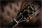 Gretsch G6122TG Players Edition Country Gentleman Walnut.