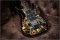 Ibanez Steve Vai Signature Jem77 FP2