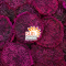 Dried Dragon Fruit  (Sungrains Brand)
