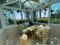 Rattan chair