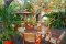 Rattan Chair