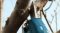 BOSCH Pro Pruner กรรไกรตัดกิ่งไฟฟ้า 12V ตัวเครื่องเปล่า ไม่รวมแบต (ของแท้/ประกันศูนย์)