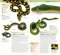 Nature guide snakes and other reptiles and amphibians. Book