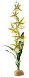 Exo Terra Rainforest Plant - Spider Orchid