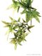 Exo Terra Jungle Plant - Croton -