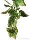 Exo Terra Jungle Plant - Amapallo -