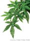 Exo Terra Silk Plant - Abutilon -