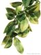 Exo Terra Jungle Plant - Mandarin -