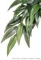 Exo Terra Silk Plant - Ruscus -