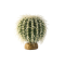 EXO TERRA Barrel Cactus Large