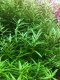 TISSUE CULTURE - ROTALA SP. 'WAYANAD'