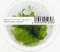 IC389 ADA TISSUE CULTURE - ROTALA WALLICHI 'LONG LEAF'