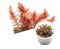 BIO Rotala macrandra IC010