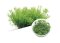 BIO Rotala rotundifolia green IC011