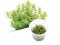 BIO Rotala macrandra 'Green' IC038