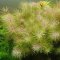 IC389 ADA TISSUE CULTURE - ROTALA WALLICHI 'LONG LEAF'