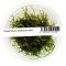 IC808 ADA TISSUE CULTURE - PEACOCK MOSS (TAXIPHYLLUM SP. 'PEACOCK)