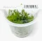 IC389 ADA TISSUE CULTURE - ROTALA WALLICHI 'LONG LEAF'