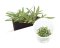 BIO Cryptocoryne lucens IC091