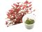 BIO Ludwigia repens 'Super red' IC407