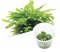 BIO Cryptocoryne wendtii 'Green' IC092