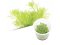 BIO Myriophyllum mattogrossense IC406