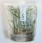 Cryptocoryne sivadasanii IC199