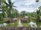 Urgent Sale! Agricultural Land with Coconut Plantation, 8+ Rai in Ban Phaeo! Great Price in Nong Nok Khai, Krathum Baen, Samut Sakhon | Green Zone | 80m Frontage × 160m Depth | Near Wat Tha Krabue | Only 3,500 THB/sq.wah