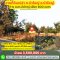 "Sufficiency is Sustainable Happiness" Land for Sale – 4 Rai 1 Ngan 40 Sq.wah (6,160 sq.m.) in Bua Yai, Nakhon Ratchasima This land doesn’t just offer size—it offers peace, simplicity, and the chance to return to a fulfilling rural lifestyle.