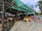 Ultra Rare Asset! Once in a 20-Year Investment Opportunity!! Commercial Space for SALE with Tenants at Patong Beach (Highest Valued Area in Phuket) Corner Plot at Prachanukhro Road and Thawewong Road!